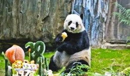 山西熊猫，知识产权保护的典范