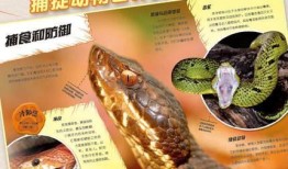 动物百科知识视频，探索生命的奥秘