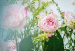 花语，花代表的意义及其文化传承