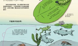 动物百科题库答案，探索动物世界的奥秘
