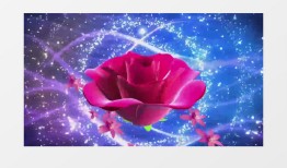 播放花花的寓意，音乐与文化交织的艺术表达