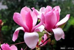 花的象征意义，自然之美与人类情感的交汇