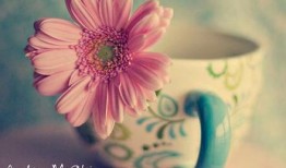 花的寓意大全，探索花卉语言的奥秘