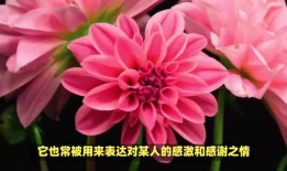 花的寓意与花语，解读自然的语言