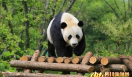 山西熊猫，知识产权保护的典范