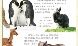 动物百科知识视频，探索生命的奥秘