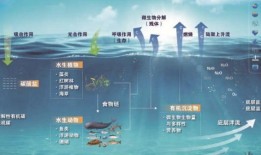 探索知识海洋，下载百科查询神器