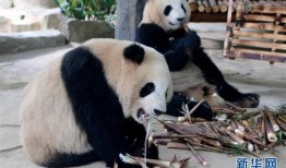 山西熊猫，知识产权保护的典范