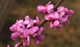 花的寓意大全，探索花卉语言的奥秘