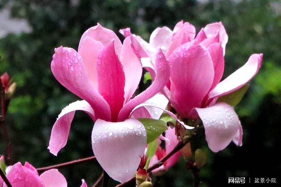 花的象征意义，自然之美与人类情感的交汇