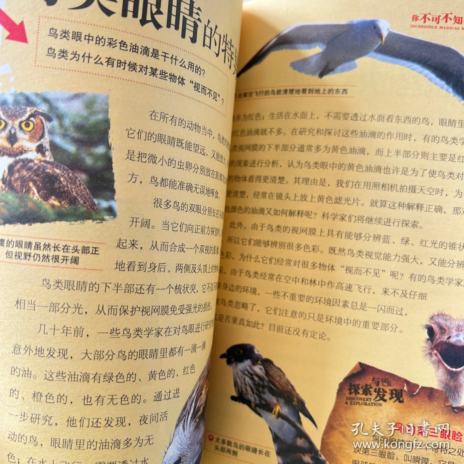动物百问百答，探索自然奥秘的趣味之旅