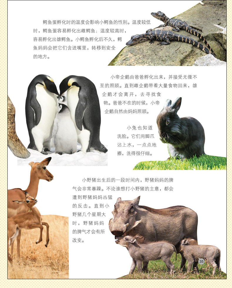 动物百科知识视频，探索生命的奥秘
